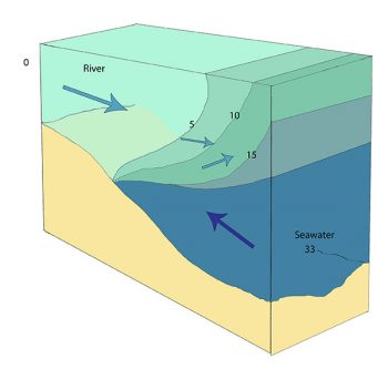 13.6 Estuaries – Introduction to Oceanography